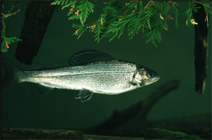 A partnership including the Michigan DNR and the Little River Band of Ottawa Indians are working to reintroduce Arctic Grayling to Michigan