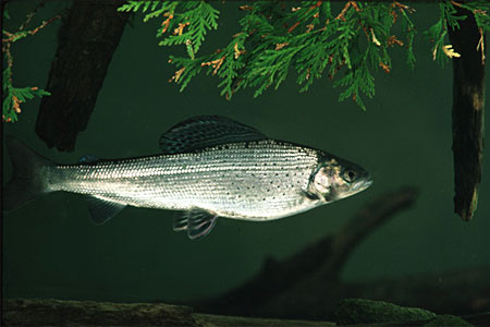 Arctic Grayling Initiative Awarded Consumers Energy Foundation Grant