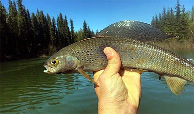 Arctic grayling fishing is legalized catch-and-release only by the October 2023 NRC. Credit: Michigan Department of Natural Resources