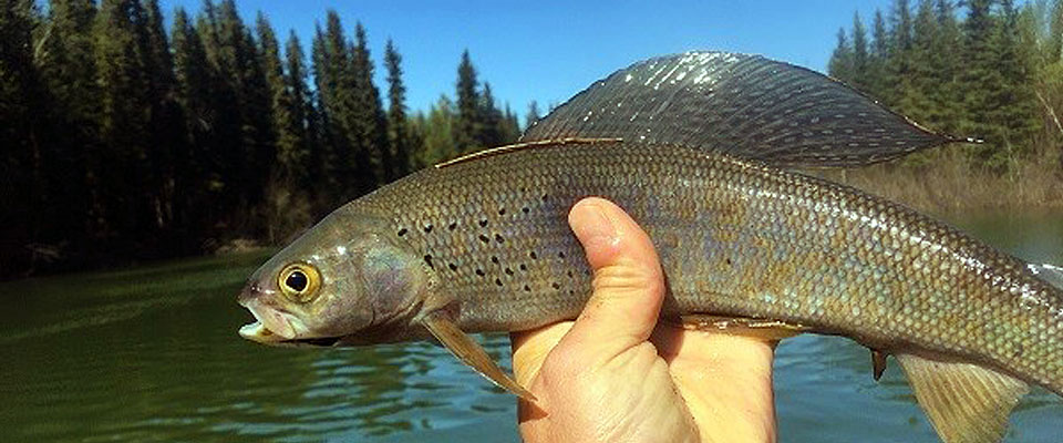 NRC legalizes catch and release fishing of Arctic Grayling