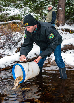 Michigan Department of Natural Resources fisheries biologist Cory Kovacs puts the first Arctic grayling into Upper Peninsula waters in decades at West Johns Lake in Alger County in November. Credit: Michigan Department of Natural Resources