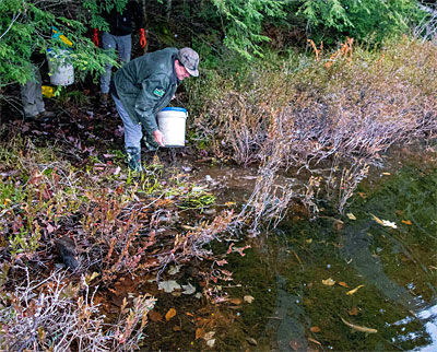 Michigan Department of Natural Resources fisheries biologist George Madison empties a bucket of Arctic grayling into Penegor Lake in Houghton County in November. Credit: Michigan Department of Natural Resources